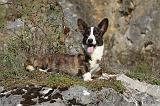 CORGI CARDIGAN 062